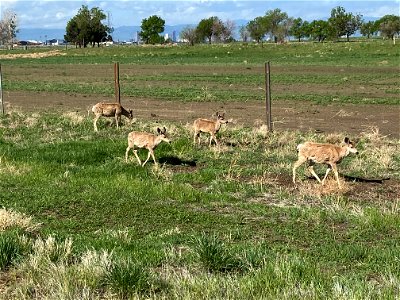 Colorado Mule Deer photo