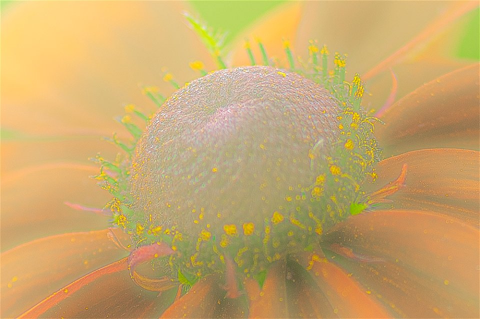 Stanley Park Flower edits from Vancouver Canada