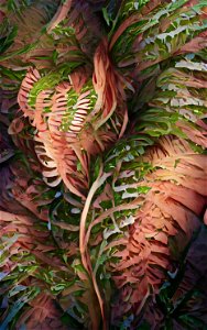 Ferns
