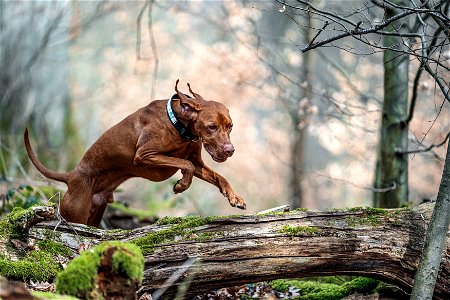 Feuerwear_Hunde-Halsband Timmy_Magisla Vizsla_Action 029 (2)