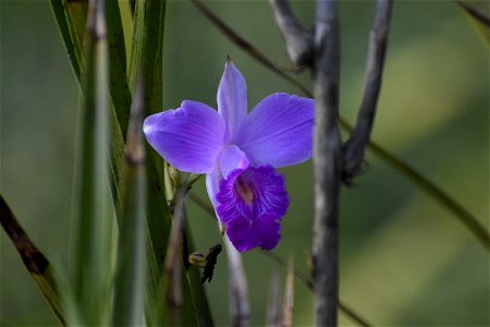 Orquidea