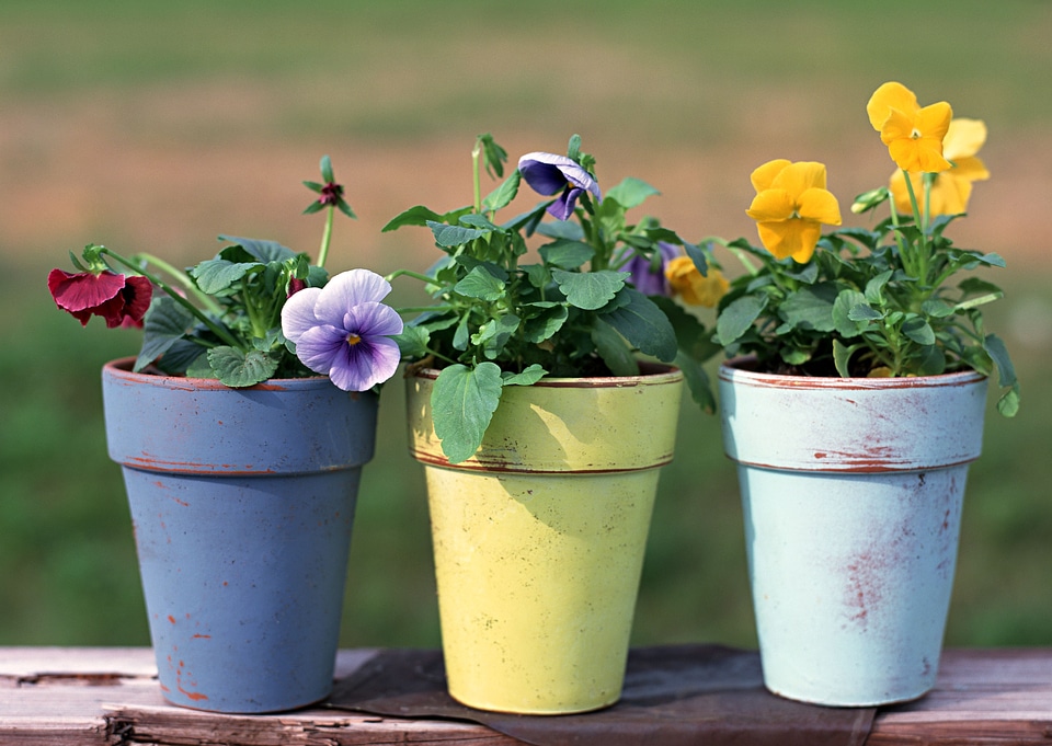 Outdoor flower pots for small garden, patio or terrace photo