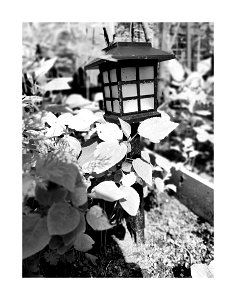Garden lantern photo
