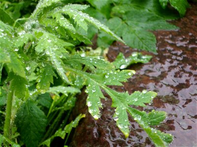 Large and small droplets.