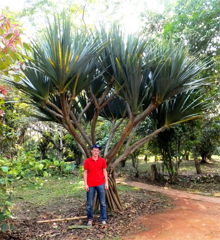 Jardin du père Gillet à Kisantu