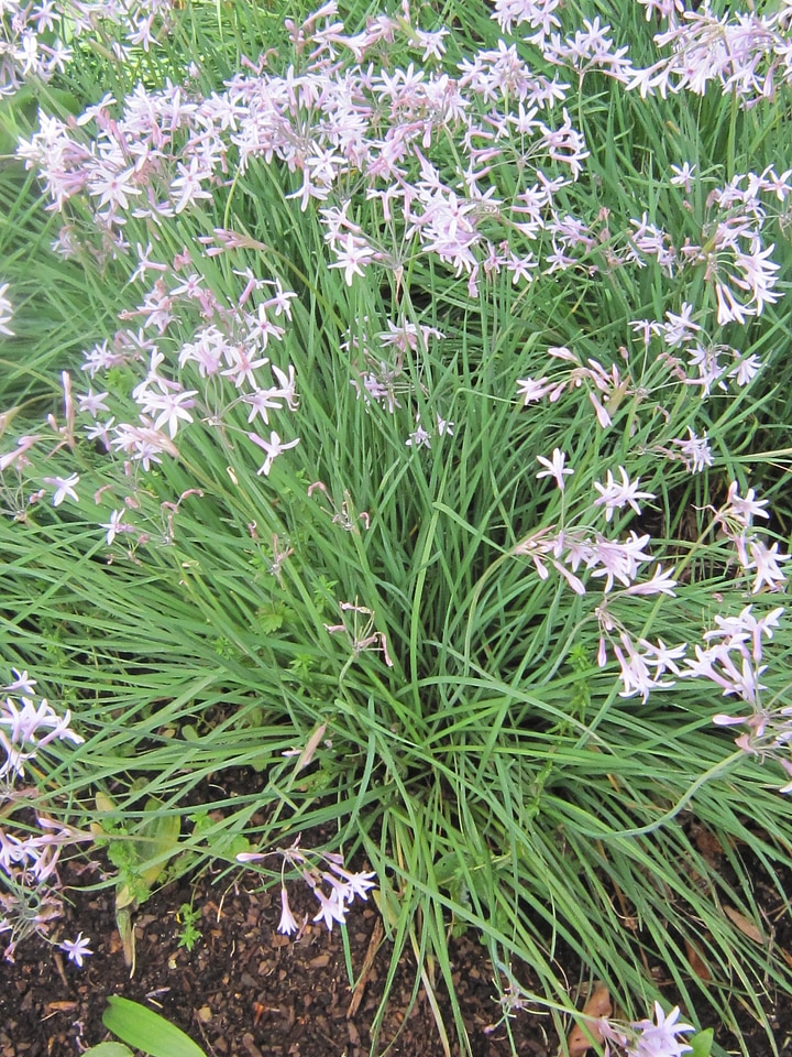 flowers,star,white,