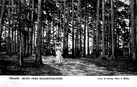 311 Motiv från Ängarydsskogen Tranås 1906