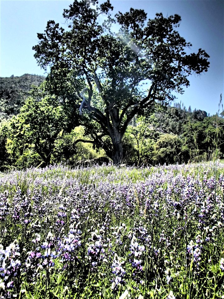 Fort Hunter Liggett, Jolon & Indians Spring 2015