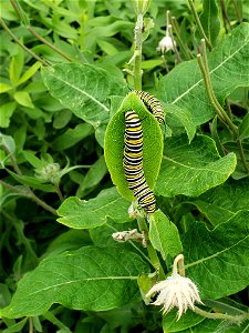 Monarch Caterpillar on Milkweed photo