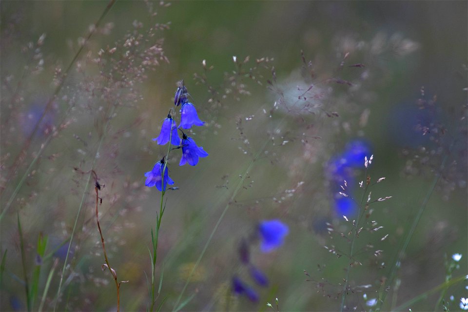 Blue flowers photo