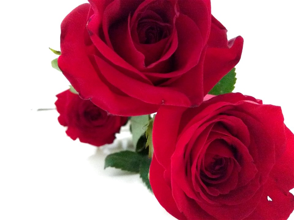 Roses