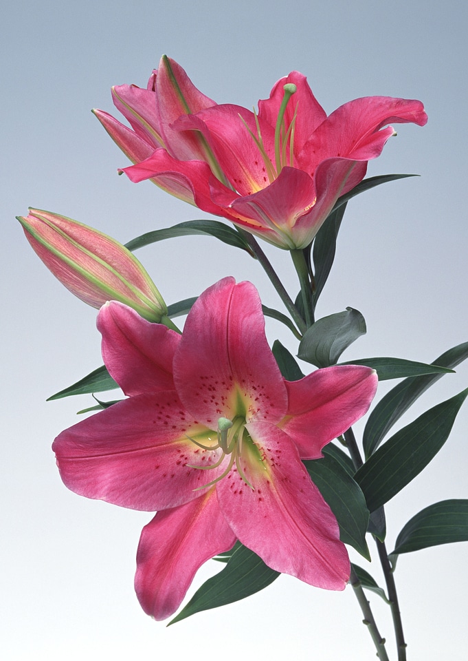 Zephyranthes flower, close up. Common names include fairy lily