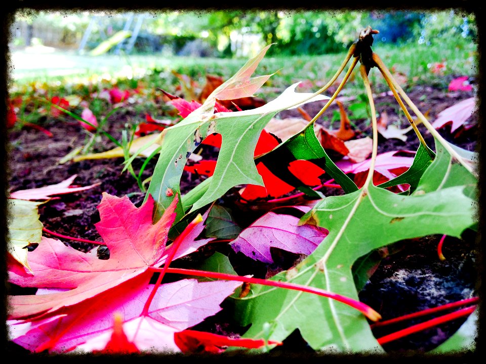 Pin Oak and Red Maple leaves on the ground. Red and Green.