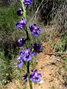 Fort Hunter Liggett, Jolon & Indians Spring 2015
