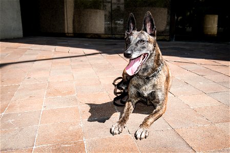 FBI Police K9