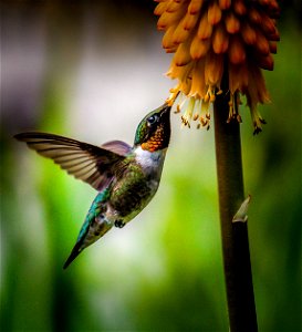 Hummy Bird