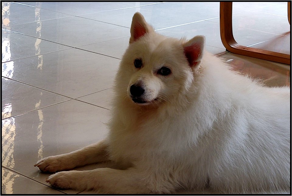 My cousin's overweight dog
