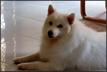 My cousin's overweight dog