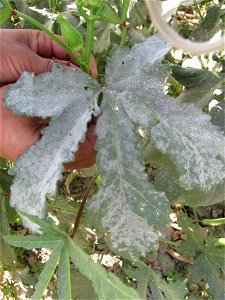 Powdery mildew on okra