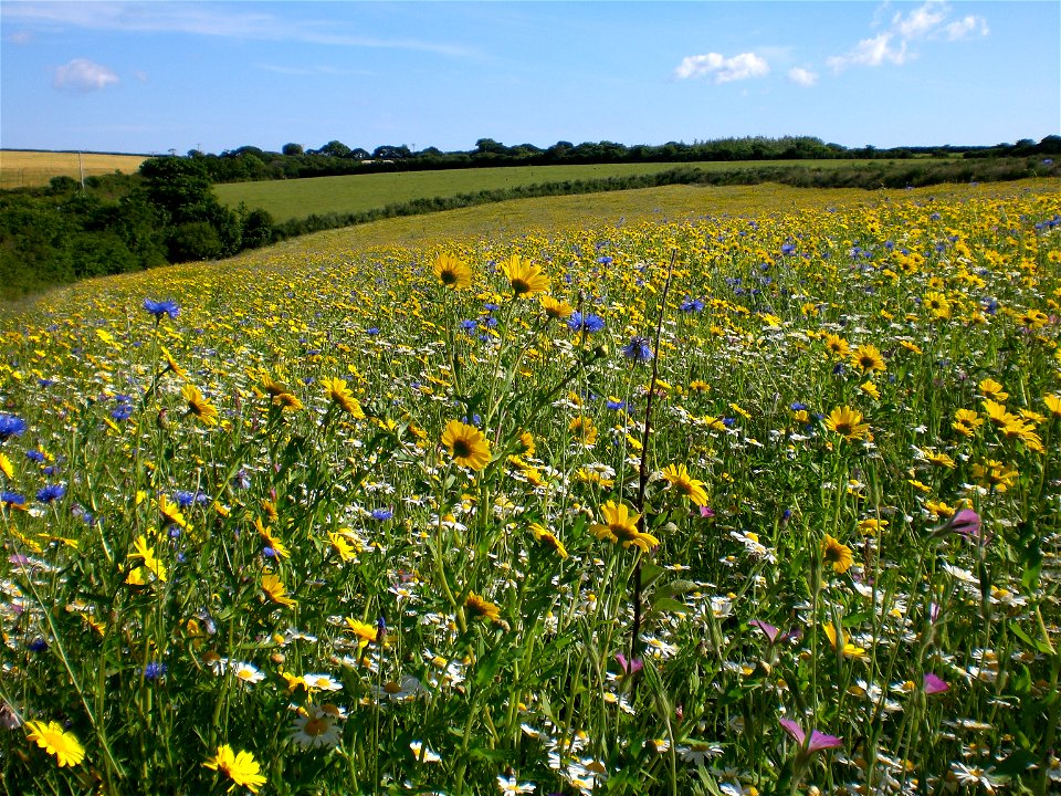 Wild flowers photo