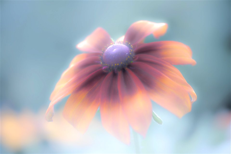 Stanley Park Flower edits from Vancouver Canada