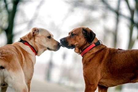 Feuerwear_Hunde-Halsband Timmy_Rhodesien Ridgeback x Berner Sennen + Golden Retriever_Spielen_081 (1)