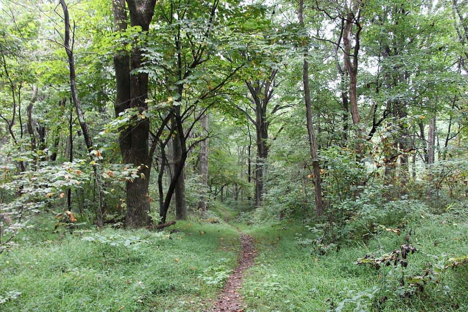 Trail through tall trees in a lush forest, Shenandoah Park