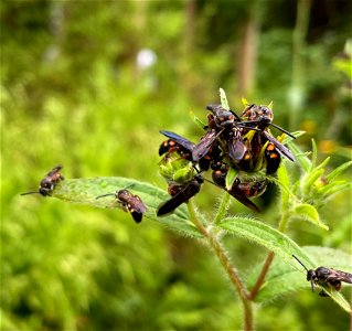 Noble Scolid Wasps