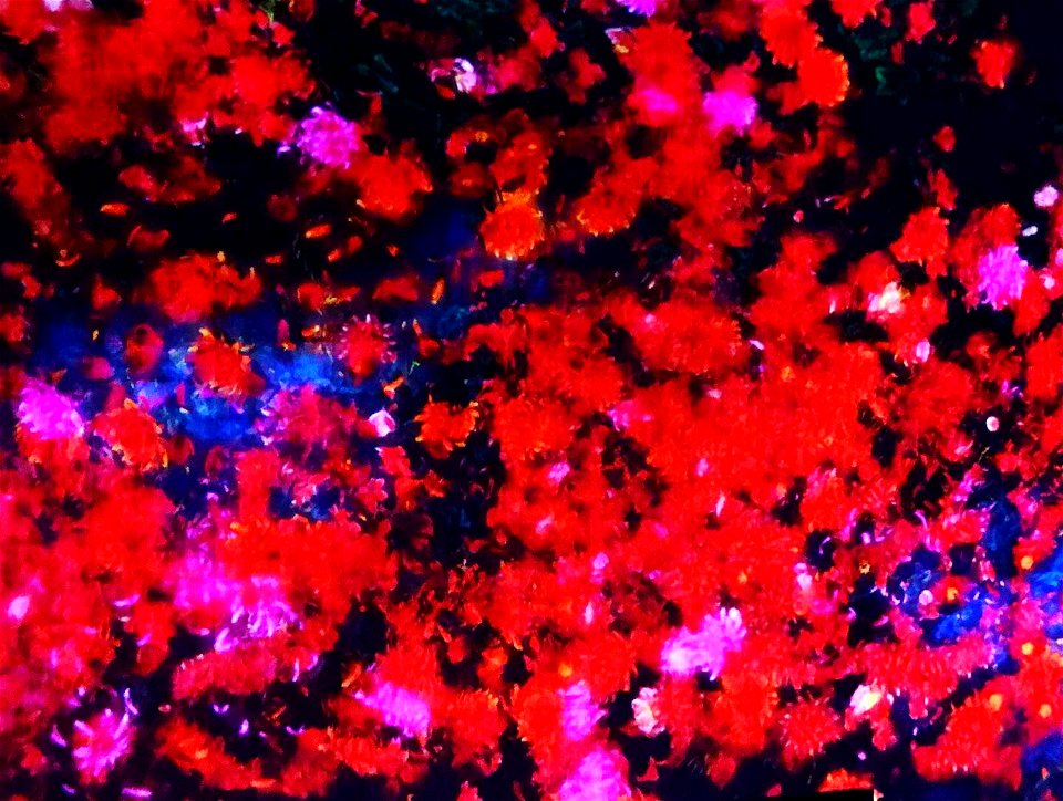 チームラボボーダレス お台場 teamLab Borderless