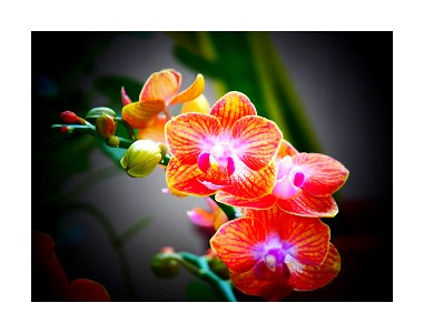 Orange orchid photo