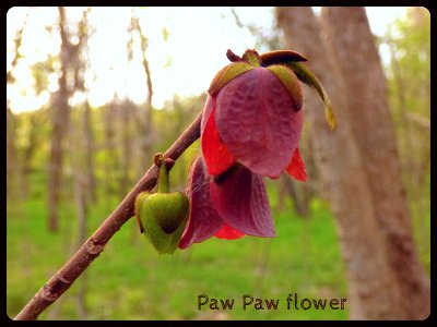 Paw Paw flowers photo