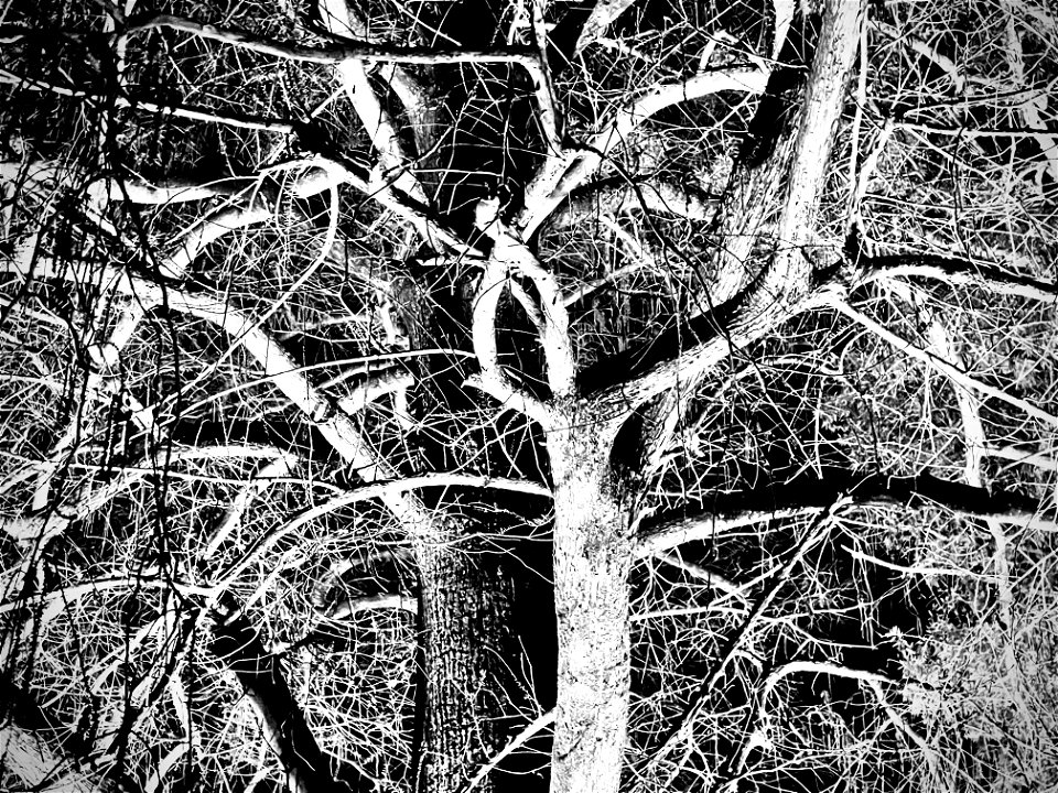Branches