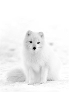 Arctic fox photo