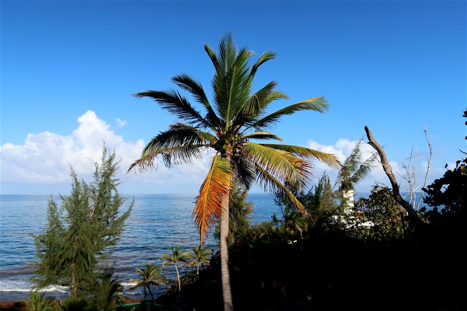 Palm Tree at Punta Tuna Beach