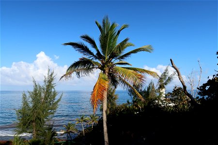 Palm Tree at Punta Tuna Beach photo