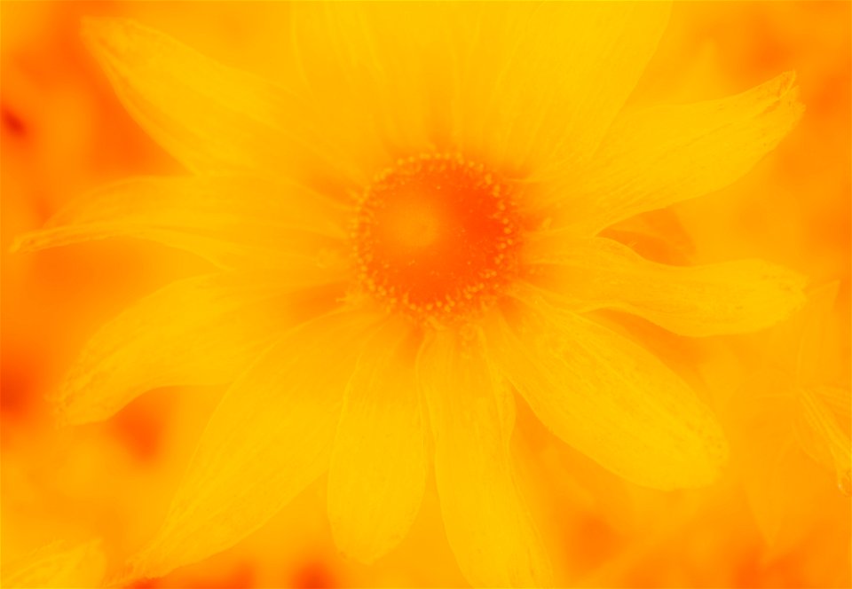 Stanley Park Flower edits from Vancouver Canada