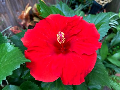 Red Hibiscus photo