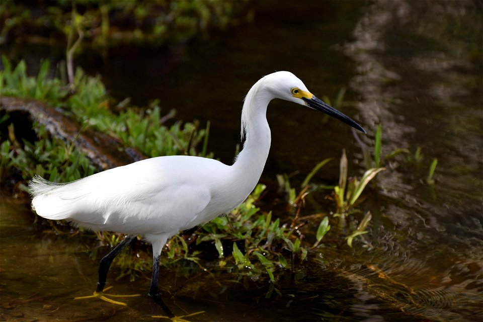 Snowy Egret -Garza Blanca-