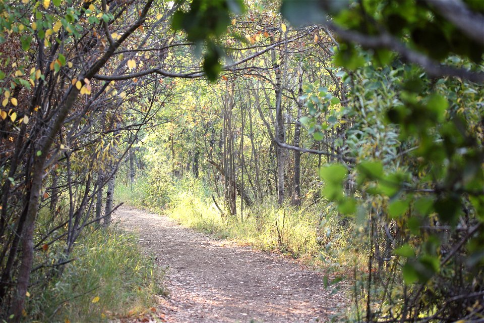 Mulch pathway hike in forest
