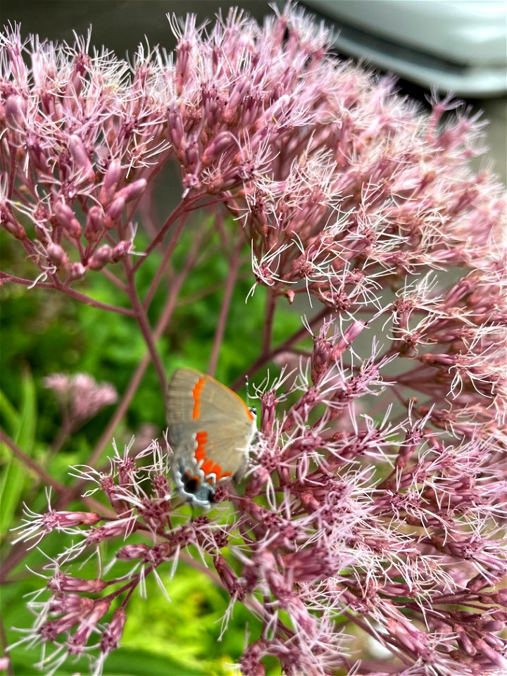 Joe Pye with Red-banded Hairstreak