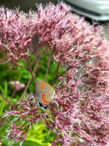 Joe Pye with Red-banded Hairstreak