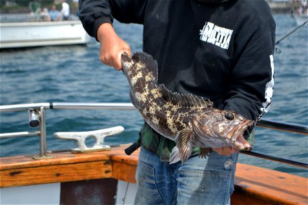 Caught Fish