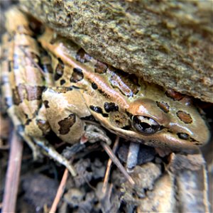 Pickerel Frog (Lithobates palustris)