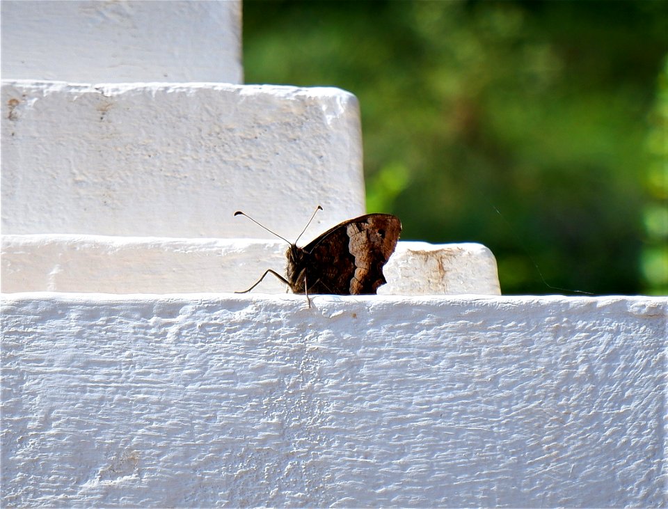 moth photo