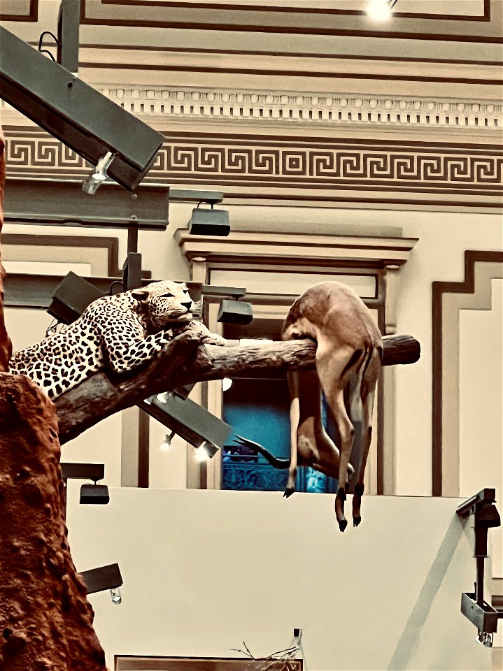 Leopard and prey