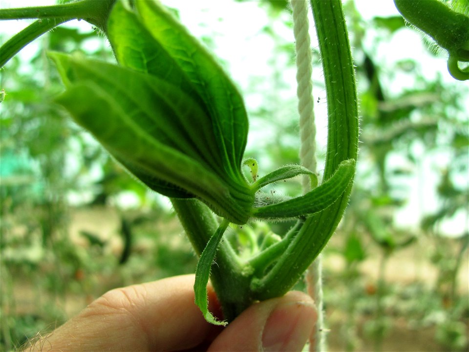 Cucumber virus?