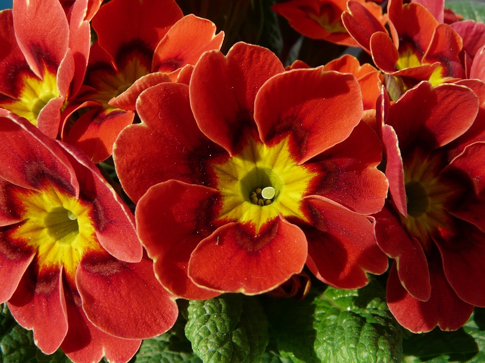 Ornamental plant balcony plant primrose greenhouse