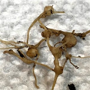 Nodules on dandelion root system