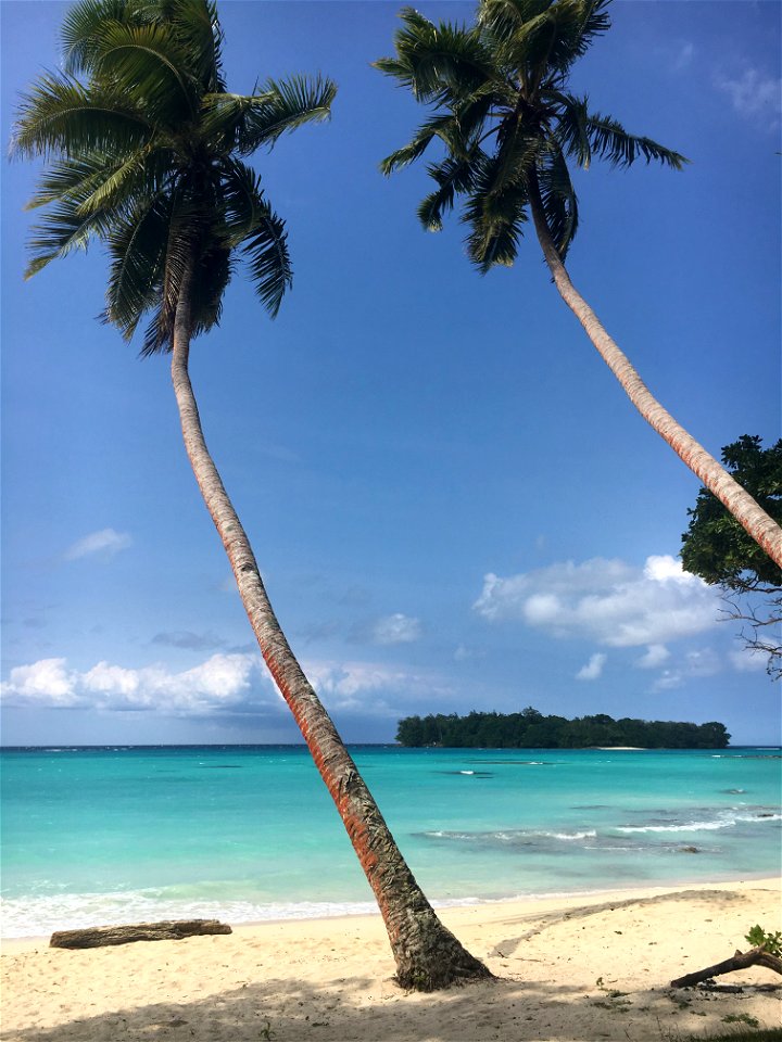 Palm trees on beach photo