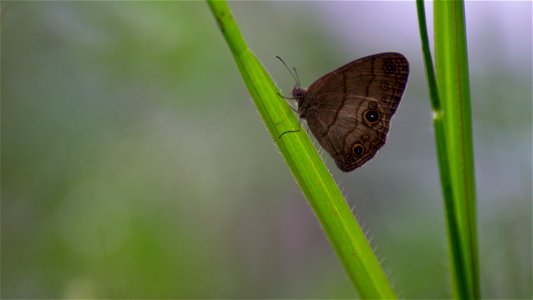 Mariposa photo